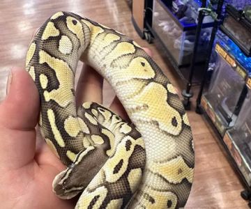 Back Road Reptiles and Exotics