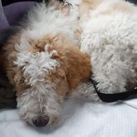 North Shore Animal League - Don and Karen Larocca Pet Wellness Center ico
