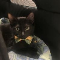 Pet Health Centers at North Shore Animal League America ico