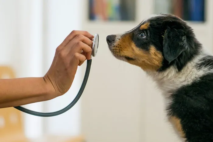 Pet Health Centers at North Shore Animal League America 10