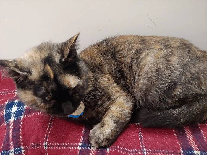 Pet Health Centers at North Shore Animal League America 4