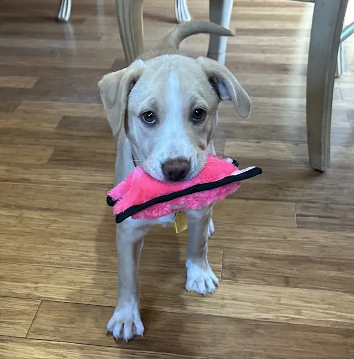 Pet Health Centers at North Shore Animal League America 6