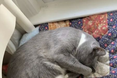 Garden City Veterinary Care