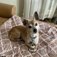 West Hempstead Animal Hospital ico
