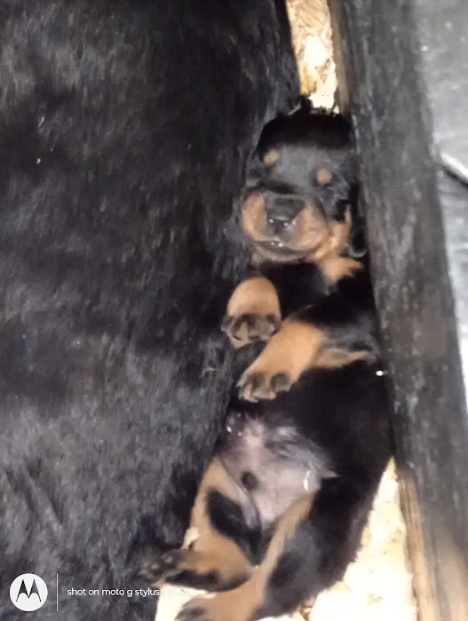 Rottwielers 8