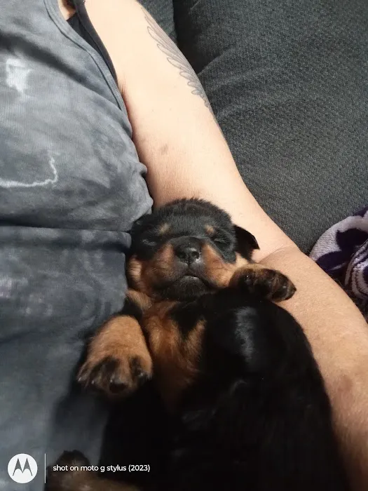 Rottwielers 4