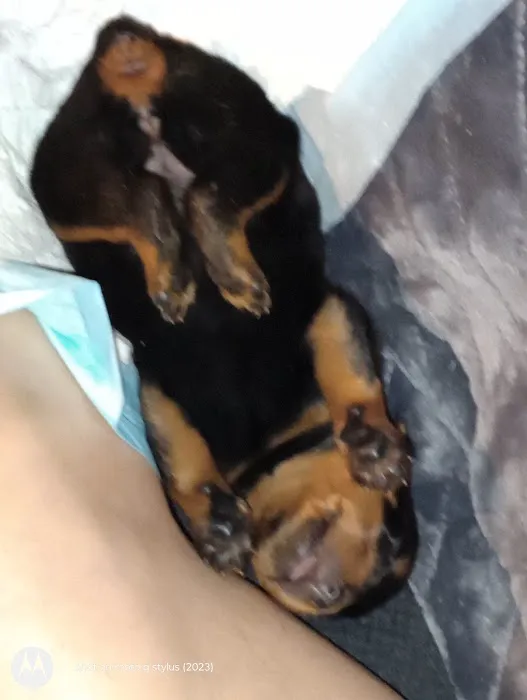 Rottwielers 2