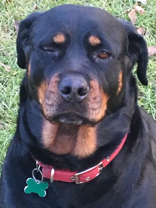 Rottwielers 1