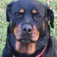 Rottwielers ico
