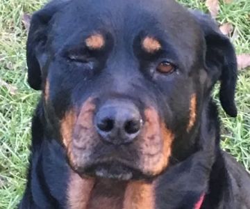 Rottwielers