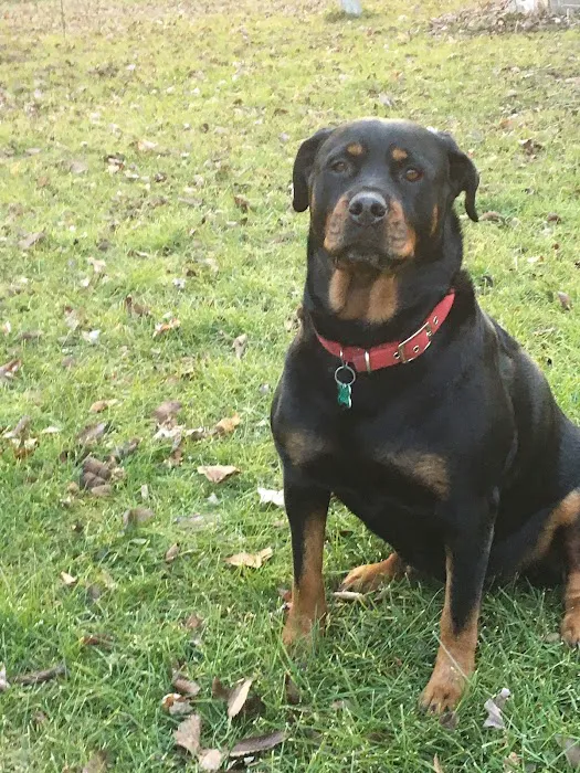 Rottwielers 10