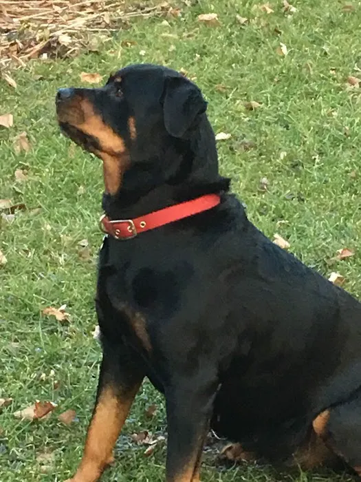Rottwielers 9