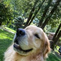 Assisi Veterinary Hospital ico