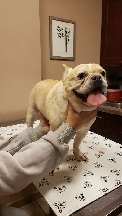 Williston Park Animal Hospital - Rehab & Acupuncture 12