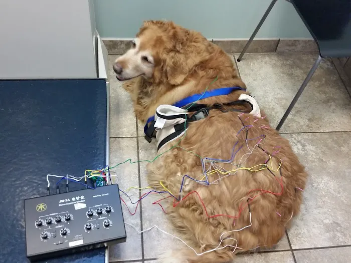 Williston Park Animal Hospital - Rehab & Acupuncture 12
