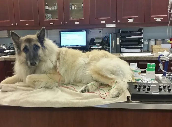 Williston Park Animal Hospital - Rehab & Acupuncture 12