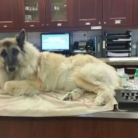 Williston Park Animal Hospital - Rehab & Acupuncture ico