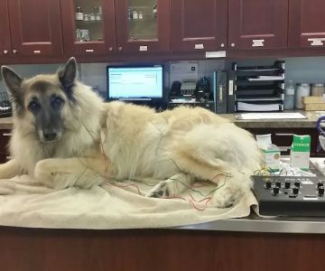 Williston Park Animal Hospital - Rehab & Acupuncture