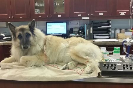 Williston Park Animal Hospital - Rehab & Acupuncture