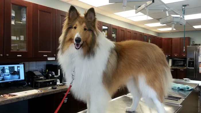Williston Park Animal Hospital - Rehab & Acupuncture 12