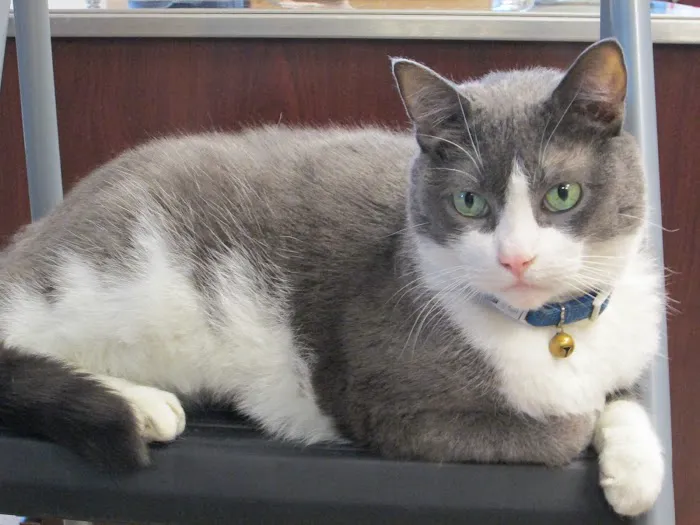 Williston Park Animal Hospital - Rehab & Acupuncture 12