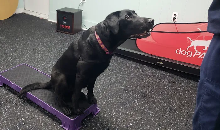 Williston Park Animal Hospital - Rehab & Acupuncture 12
