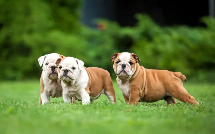 Mineola Animal Hospital 12
