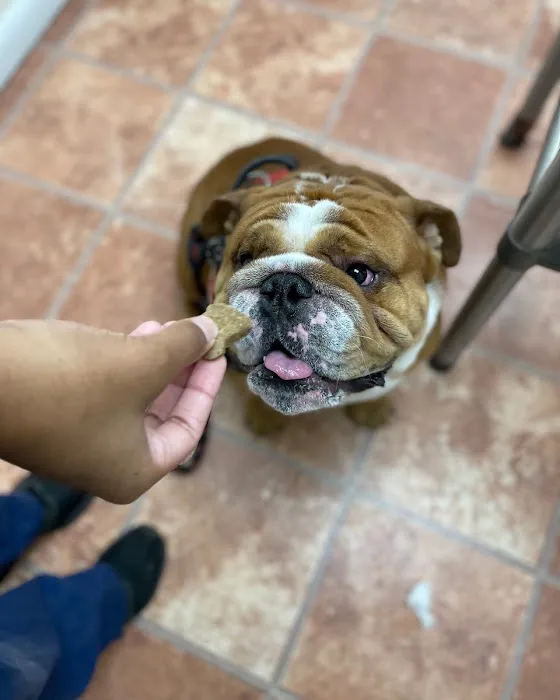Mineola Animal Hospital 12