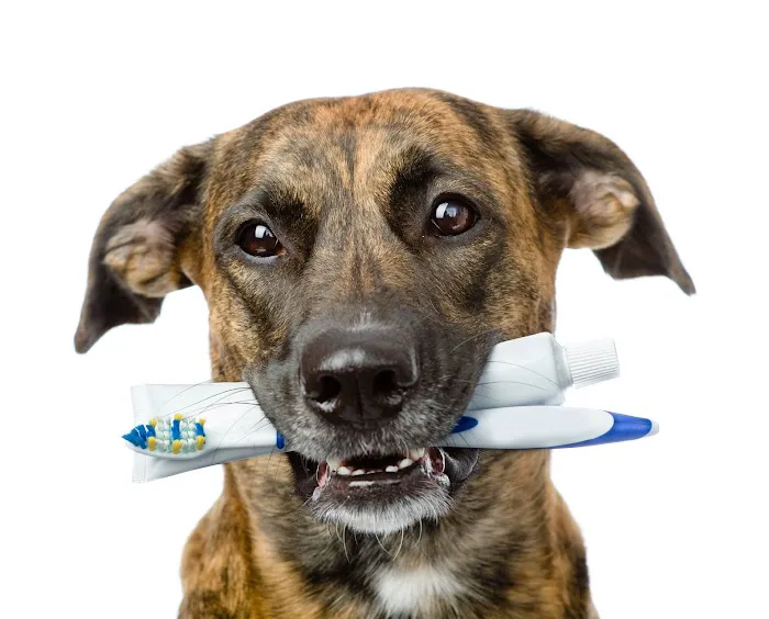 Mineola Animal Hospital 12