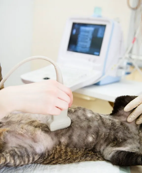 Mineola Animal Hospital 12