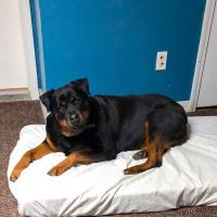 Crawford Animal Hospital ico