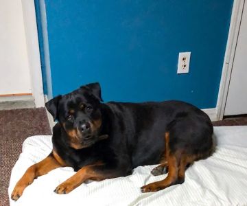 Crawford Animal Hospital