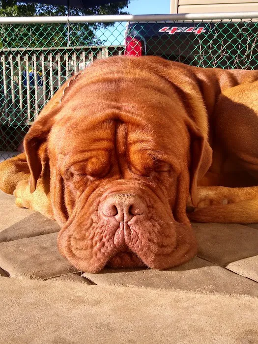 Crawford Animal Hospital 12