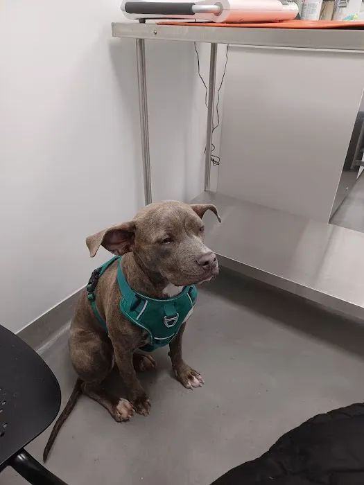ASPCA Community Veterinary Clinic - By Appointment Only 8