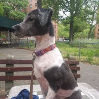 Animal Medicine & Surgery Clinic ico