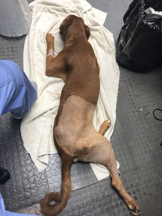 Animal Medicine & Surgery Clinic 10