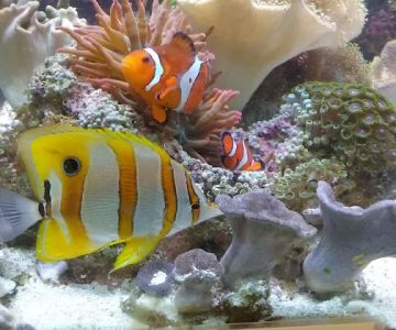 Aquatic Technology