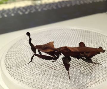 MantisPlace.com