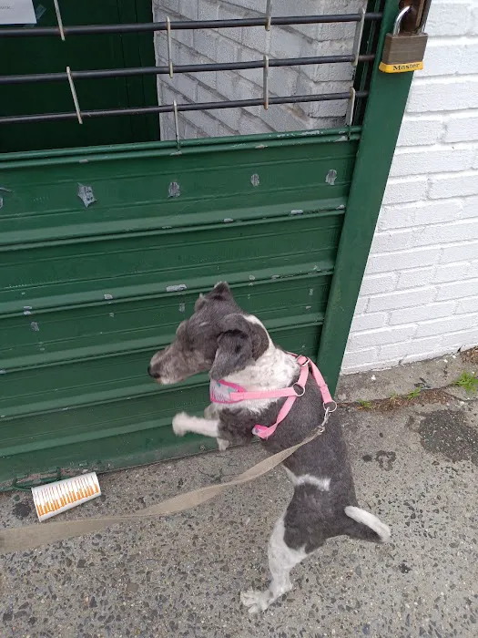 Canarsie Animal Hospital 2