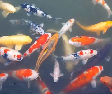 Black River Koi