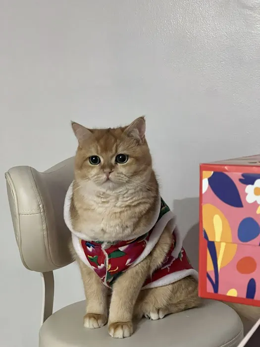 New York rainbow Cattery 5