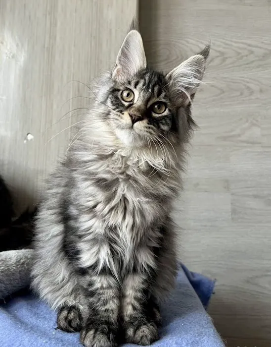 New York rainbow Cattery 7
