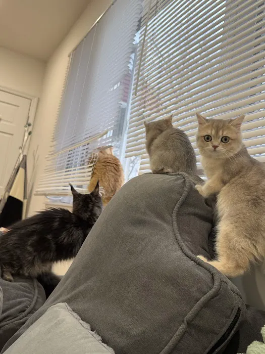New York rainbow Cattery 8