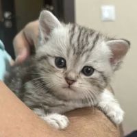 New York rainbow Cattery ico