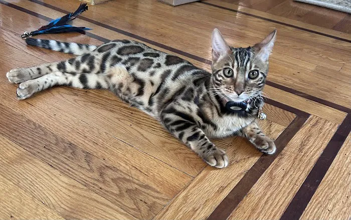 LaVieAnge Bengal Cats and Kittens Cattery 4