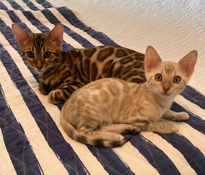 LaVieAnge Bengal Cats and Kittens Cattery 2