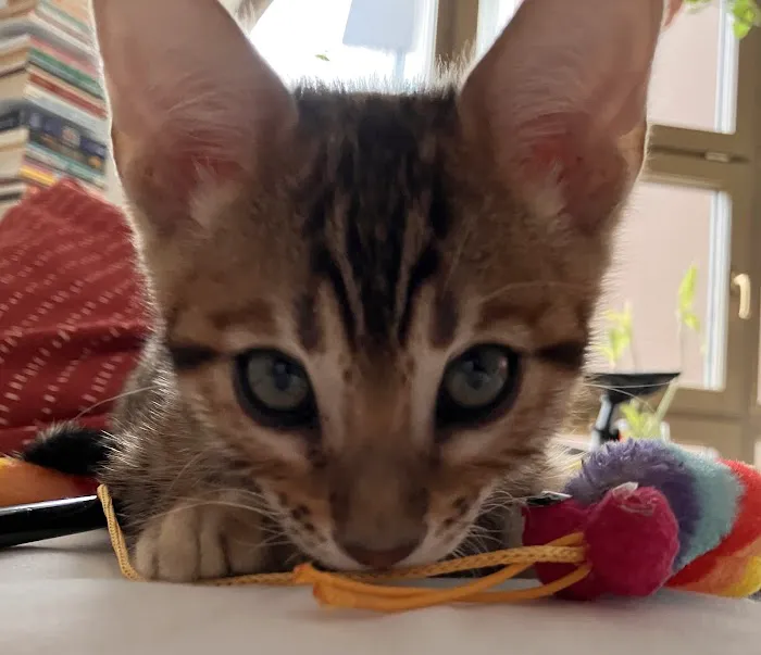 LaVieAnge Bengal Cats and Kittens Cattery 1