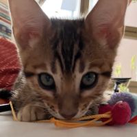 LaVieAnge Bengal Cats and Kittens Cattery ico