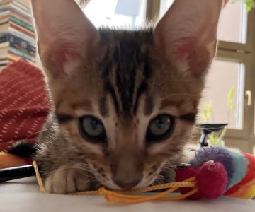 LaVieAnge Bengal Cats and Kittens Cattery