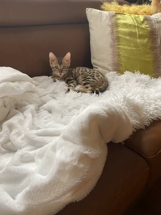 LaVieAnge Bengal Cats and Kittens Cattery 8